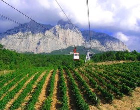  В этом году в Крыму заложат 500 гектаров новых виноградников